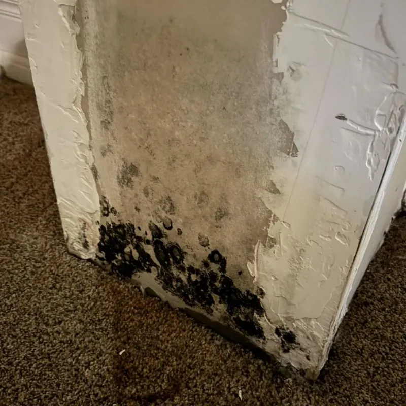 Professional Mold Removal in Volo, IL